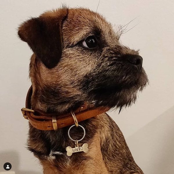 Médaille d'identification personnalisée en forme d'os de chien