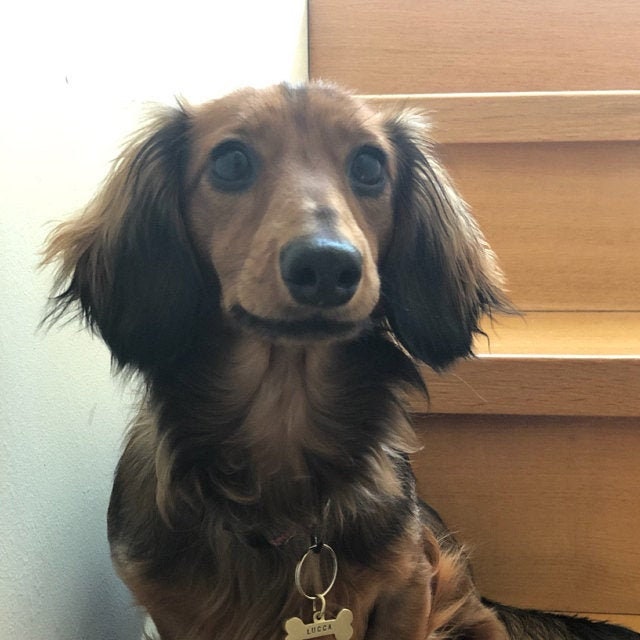 Médaille d'identification personnalisée en forme d'os de chien