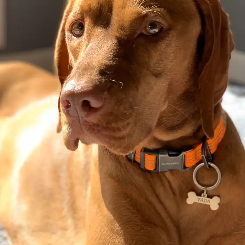 The Happy Bone