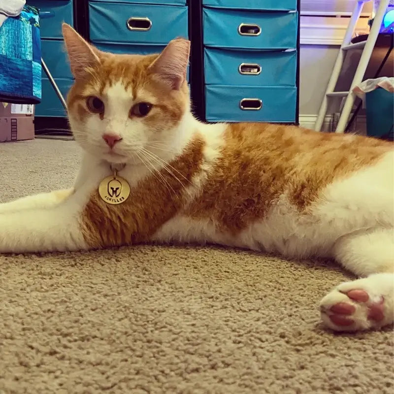 The Artisan Cat ID